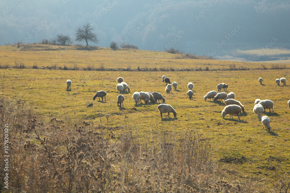 Fototapeta premium A sheeps in the field in autumn time.