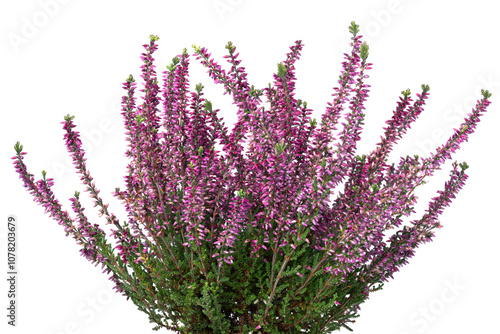 Purple flowering Erica plant close up on white background