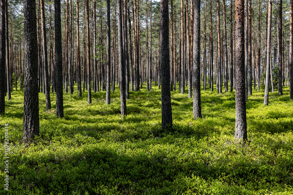 Pine tree landscape in spring Pine tree landscape in spring