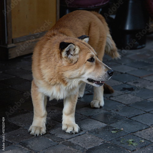 Zwierzę jako najlepszy przyjacel człowieka. Psy, koty konie, krowy wszystkie prezętuja to co mają najlepsze.