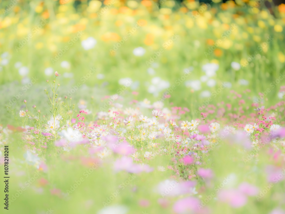秋の公園や花壇を彩るコスモスのある風景。背景。自然風景素材。 秋の公園や花壇を彩るコスモスのある風景。背景。自然風景素材。