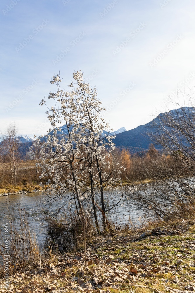 Riverside tree with mountain backdrop Riverside tree with mountain backdrop