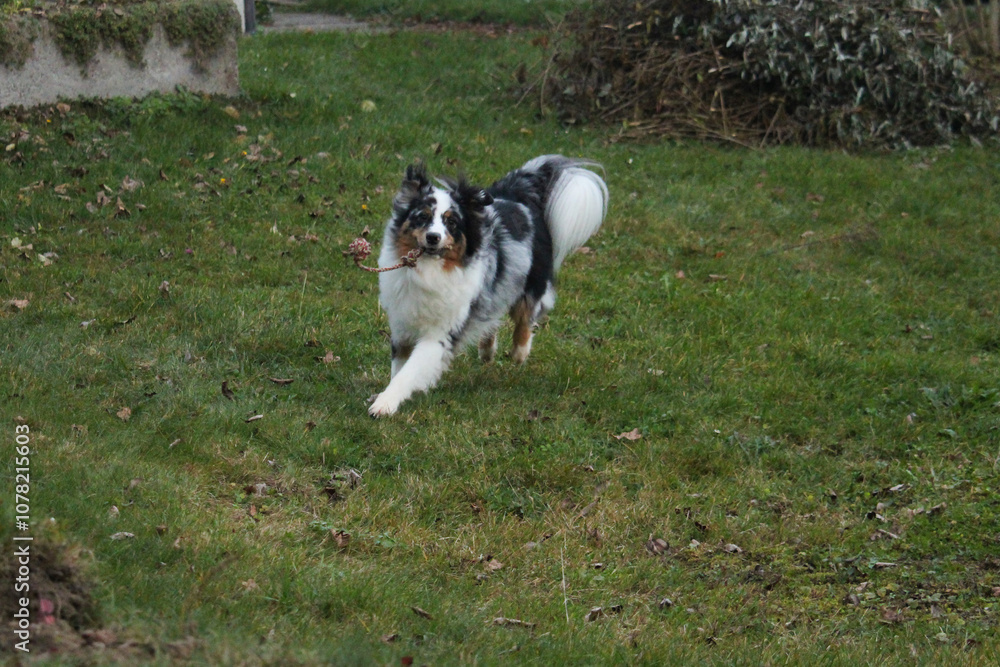 playful australian shepherd blue merle running in the green autumn garden with a toy playful australian shepherd blue merle running in the green autumn garden with a toy