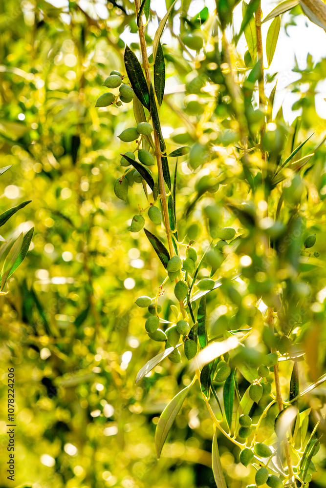Obraz premium Olive tree, close-up of an olive branch in sunlight, summer Greece Crete