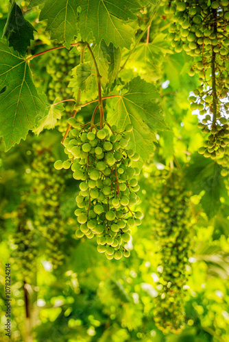 Fresh bunch of grapes in the sun, warm colours, greece flora, Cretan delicacies, green grapes, growing grape