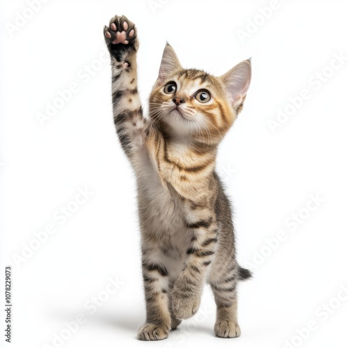 Cat kitten in motion pose transparent background