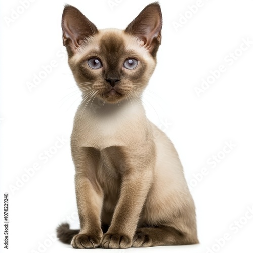 Cat kitten in motion pose transparent background