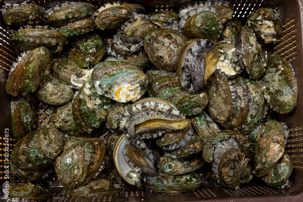 Korean seafood ingredients. fresh abalone Korean seafood ingredients. fresh abalone