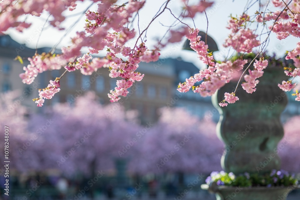 Fototapeta premium Cherry blossoms with cityscape background