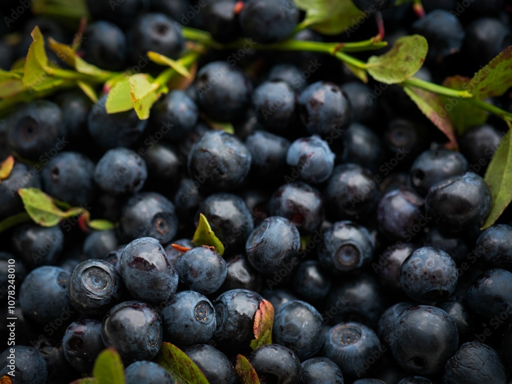 Fresh Blueberries Close-Up Fresh Blueberries Close-Up