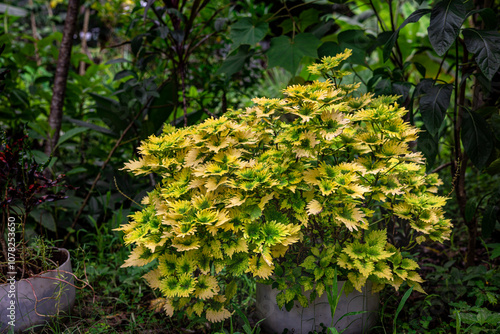 Beautiful Plectranthus scutellarioides, coleus or Miana leaves, or Coleus Scutellaricides with mixed green and yellow leaves. This photo was taken in Myanmar.