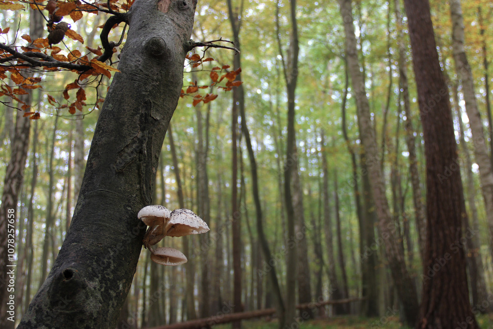 Obraz premium White inedible mushrooms grow on a tree against the background of an autumn forest
