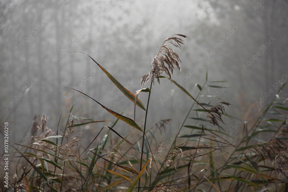 Obraz premium Reed against the background of an autumn forest in the fog
