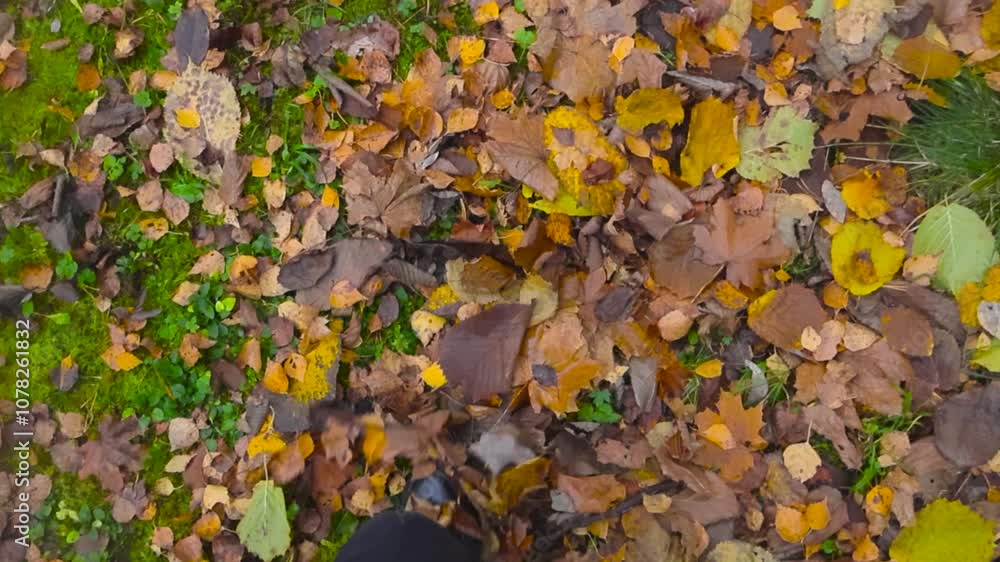 point of view or POV perspective filmed from above of a person walking in autumn leaves in a forest, while golden brown and yellow leaves are on the ground. Walking is in slow motion and leaves fly. point of view or POV perspective filmed from above of a person walking in autumn leaves in a forest, while golden brown and yellow leaves are on the ground. Walking is in slow motion and leaves fly.