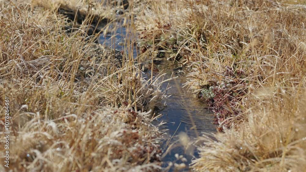 close up of creek with morning frost and sunshine close up of creek with morning frost and sunshine