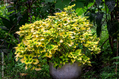 Beautiful Plectranthus scutellarioides, coleus or Miana leaves, or Coleus Scutellaricides with mixed green and yellow leaves. This photo was taken in Myanmar. photo