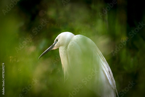 Aigrette garzette dans les étangs de La Dombes dans le département de l'Ain en France photo