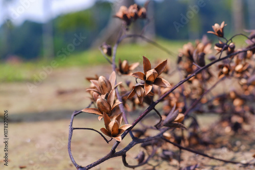 flowers and seeds of Cedrela montana or Cedrela odorata flowers that dry and fall on the mountai