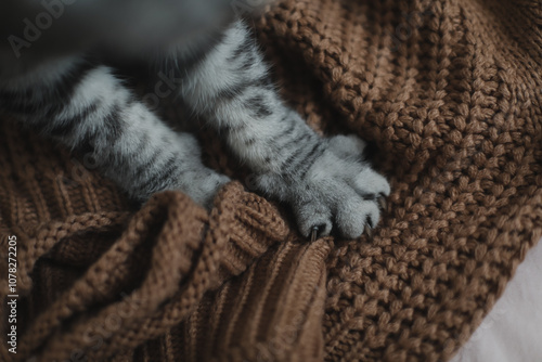 Paws of a gray cat on knitted plaid. Top view. Cute picture. Concept of pets, cat grooming. Image for banner. cat's paw close-up, selective focus. Cute tabby cat in bed on warm blanket. Hygge concept