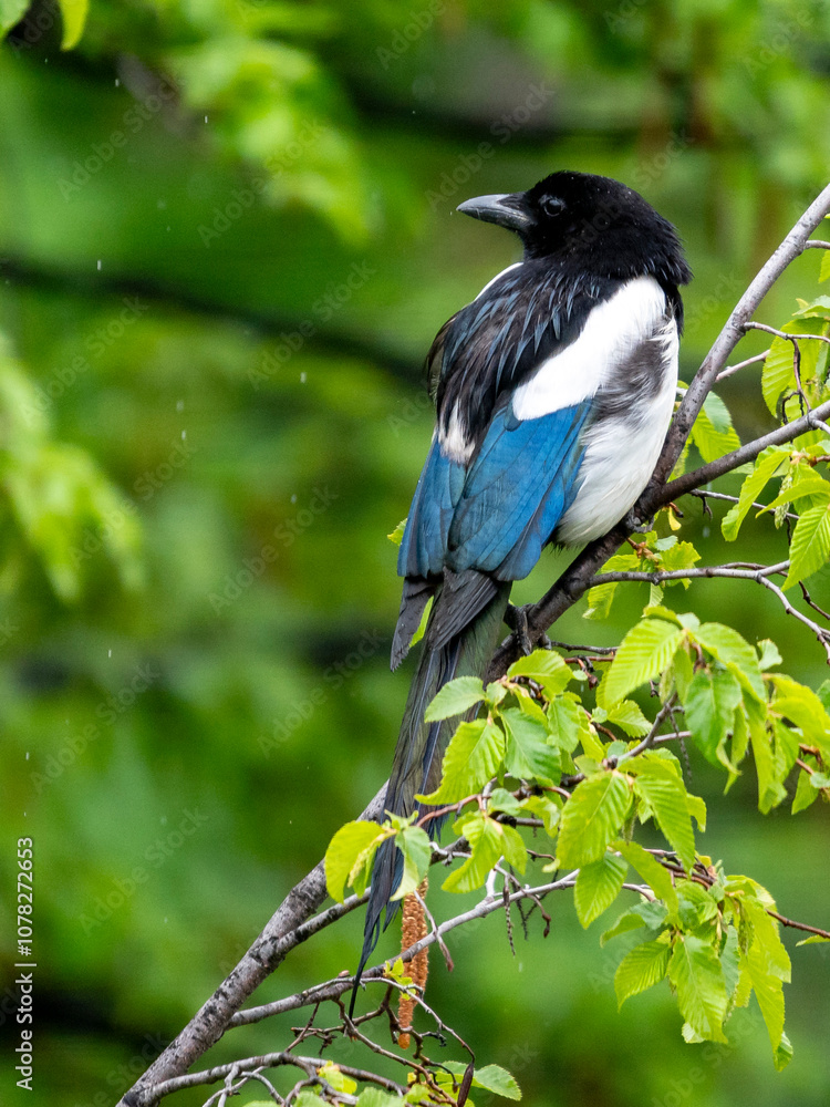 Pie bavarde juchée sur une branche Pie bavarde juchée sur une branche