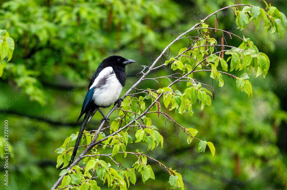 Pie bavarde juchée sur une branche Pie bavarde juchée sur une branche