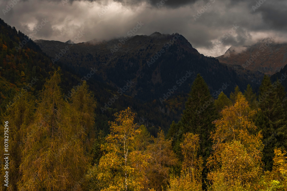 view of autumnal forest in Trentino Alto Adige with warm colors view of autumnal forest in Trentino Alto Adige with warm colors