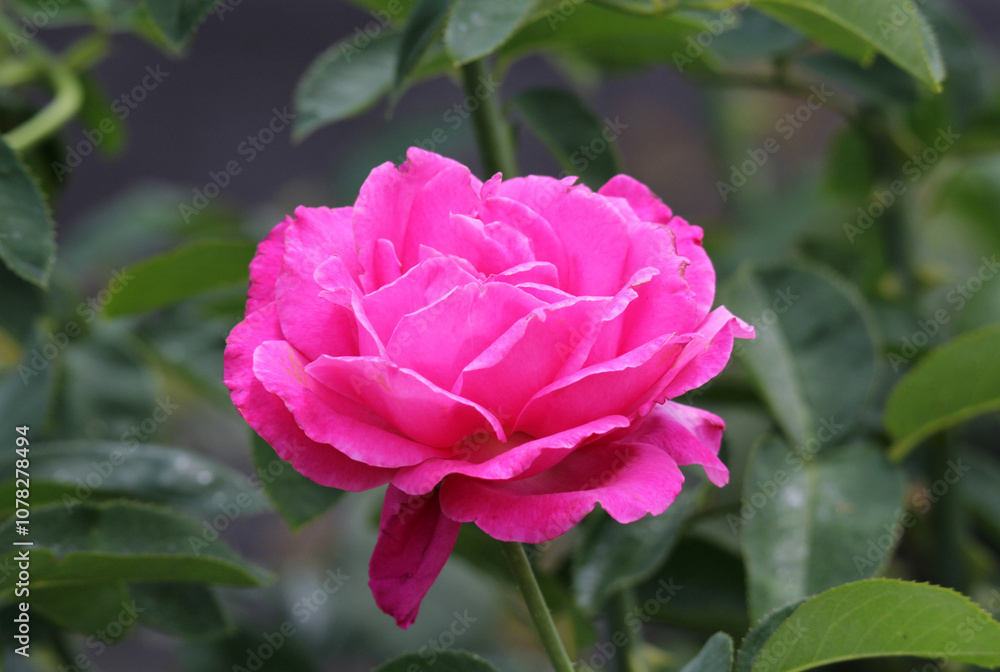 Beautiful pink rose flower on a plant in a garden Beautiful pink rose flower on a plant in a garden