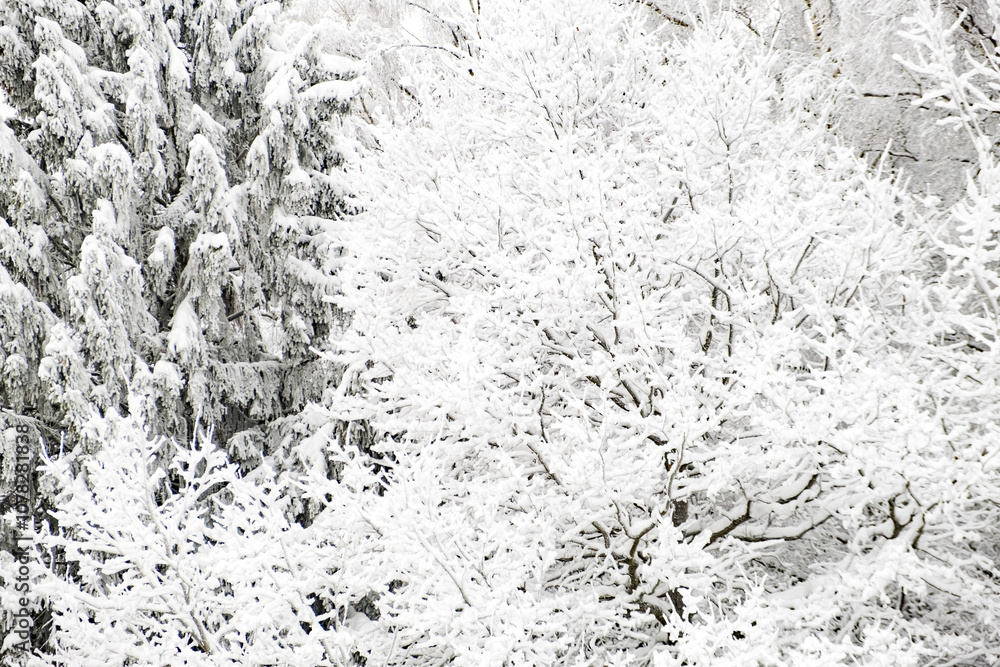 Winter forest white background. Beautiful snowy scenery in the forest. White snow-covered trees. Winter forest white background. Beautiful snowy scenery in the forest. White snow-covered trees.