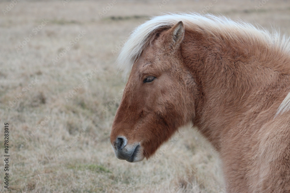 Fototapeta premium Blondes Do It Better