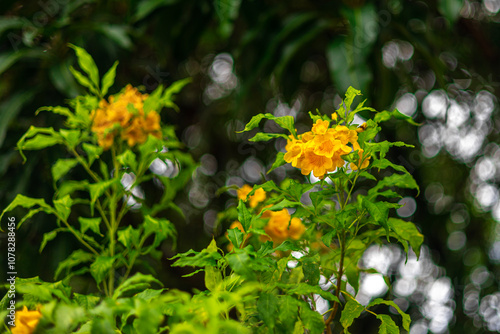 Beautiful blooming yellow flowers of (Yellow elder) or Trumpetbush, Trumpet flower, or urai flower, is the national flower of the Bahamas, this photo was taken in Myanmar. photo