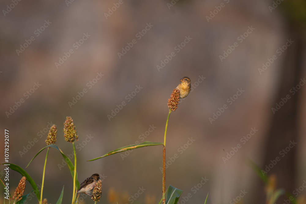 The vibrant baya weaver perched on a thin stalk with a cluster of small seeds on the top. The background is soft, blurred and brown in color. The vibrant baya weaver perched on a thin stalk with a cluster of small seeds on the top. The background is soft, blurred and brown in color.