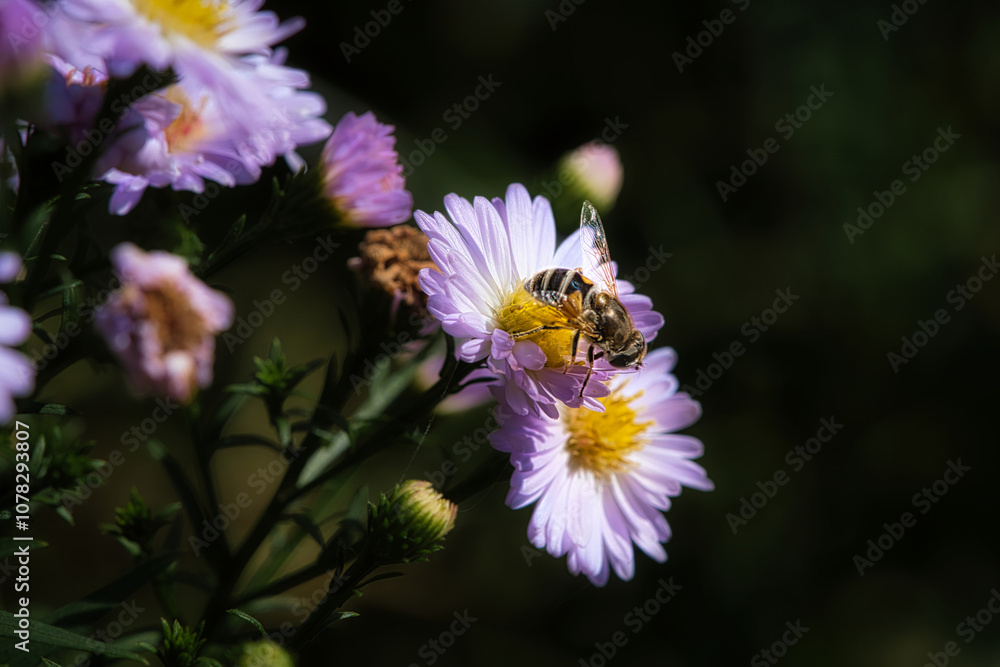 Hoverfly on a delicate pink flower collecting pollen. Macro shot of an insect Hoverfly on a delicate pink flower collecting pollen. Macro shot of an insect