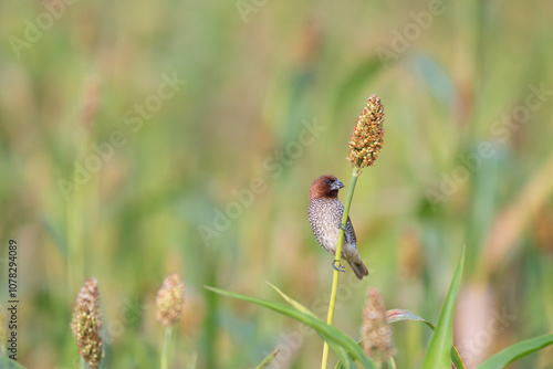 A small, brown bird with a dark head and white eye scaly breasted munia perched on a tall, thin stalk with a cluster of seeds at the top. The background is blurred and green.