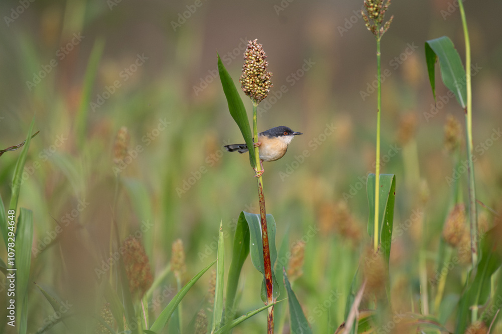 the beautiful, small, vibrant ashy prinia perched on a tall, slender stem with a cluster of seeds at the top. The background is blurred , suggesting a field of tall grasses or reeds. the beautiful, small, vibrant ashy prinia perched on a tall, slender stem with a cluster of seeds at the top. The background is blurred , suggesting a field of tall grasses or reeds.