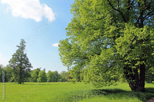 trees in the park