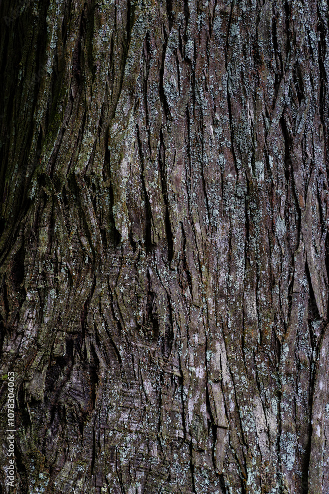 苔の生えたスギの木の表面