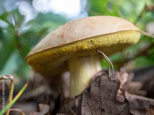 Close up image of a a Bay Bolete (Imleria badia) edible mushroom photo