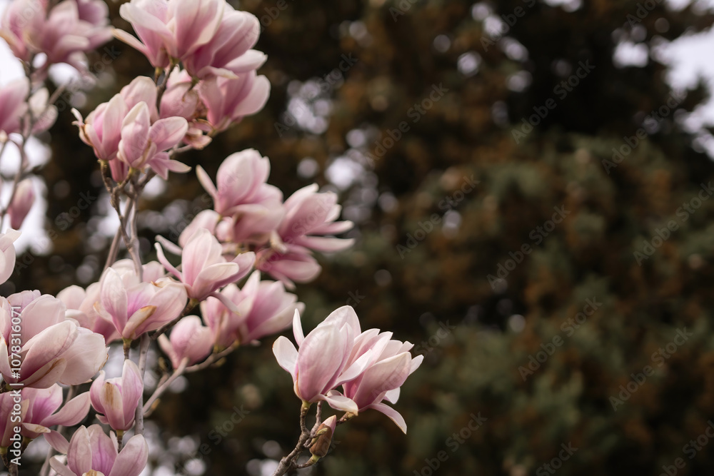 Obraz premium Magnolia Sulanjana flowers with petals in the spring season. beautiful pink magnolia flowers in spring, selective focusing.