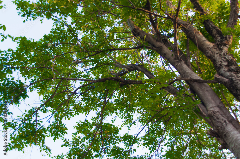 Fototapeta premium The lush green trees in the forest are a beautiful nature.