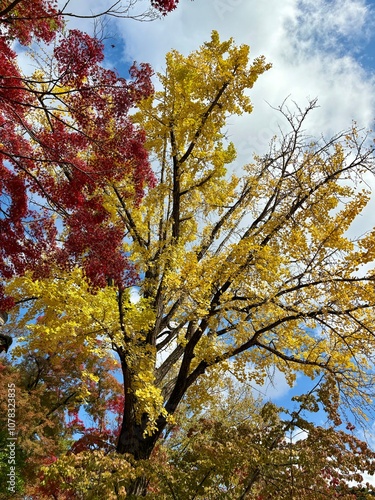 Red and yellow autumn leaves scenery