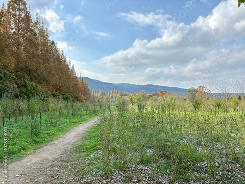 Panoramic view of the sky and trees from the Millennium Forest in Gyeongju, Korea