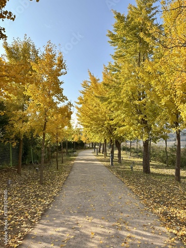 The golden yellow ginkgo forest path seen from the Bomun Lake trail in Gyeongju