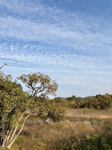 Swamp scenery seen from Bomun Lake in Gyeongju, Korea (경주 보문호수에서 본 늪지 풍경)