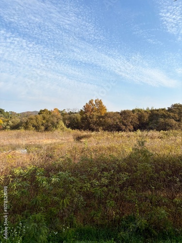 Swamps and bushes seen from Bomun Lake in Gyeongju, Korea photo