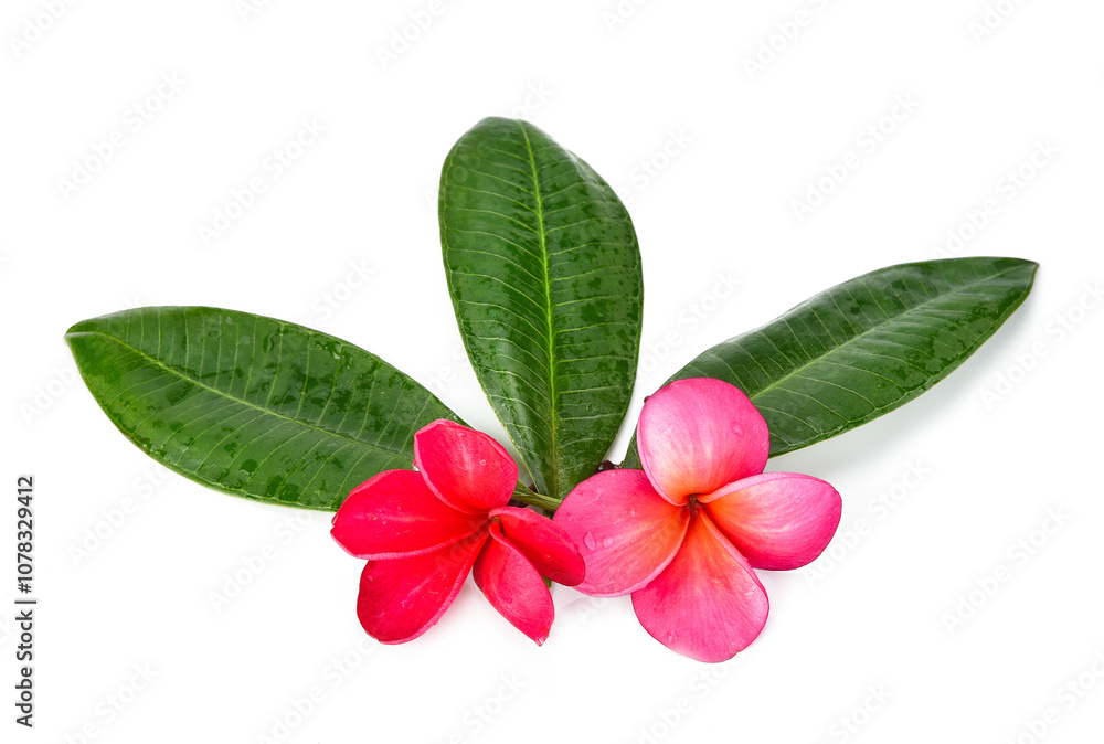 Tropical flowers frangipani (plumeria) isolated on transparen png. Tropical flowers frangipani (plumeria) isolated on transparen png.