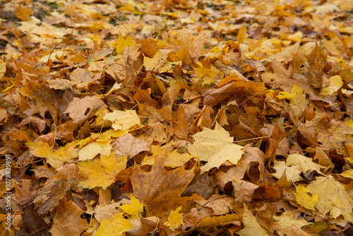 yellow autumn leaves on the ground. Autumn landscape