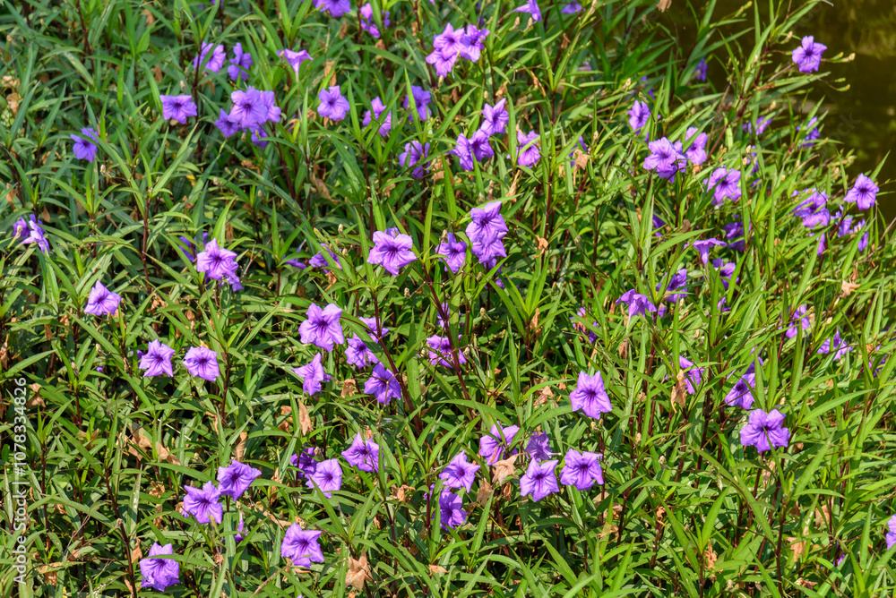 Ruellia simplex or Mexican petunia, which is an ornamental herbaceous perennial of the Acanthaceae family. Ruellia simplex or Mexican petunia, which is an ornamental herbaceous perennial of the Acanthaceae family.
