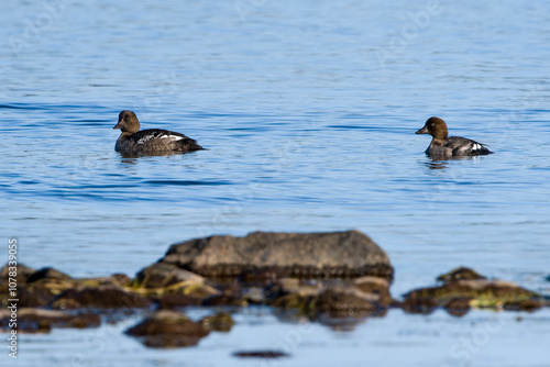 Juvenile Schellenten (Bucephala clangula) im 1. Kalenderjahr	 photo