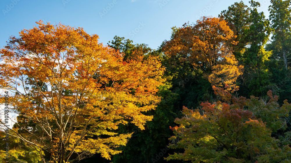 Fototapeta premium 秋