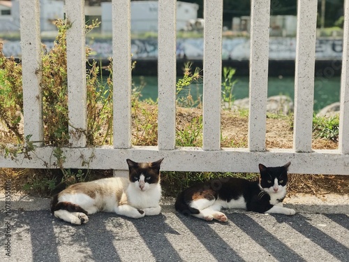 Cats sunbathing on Deba beach, Basque Country, Spain photo